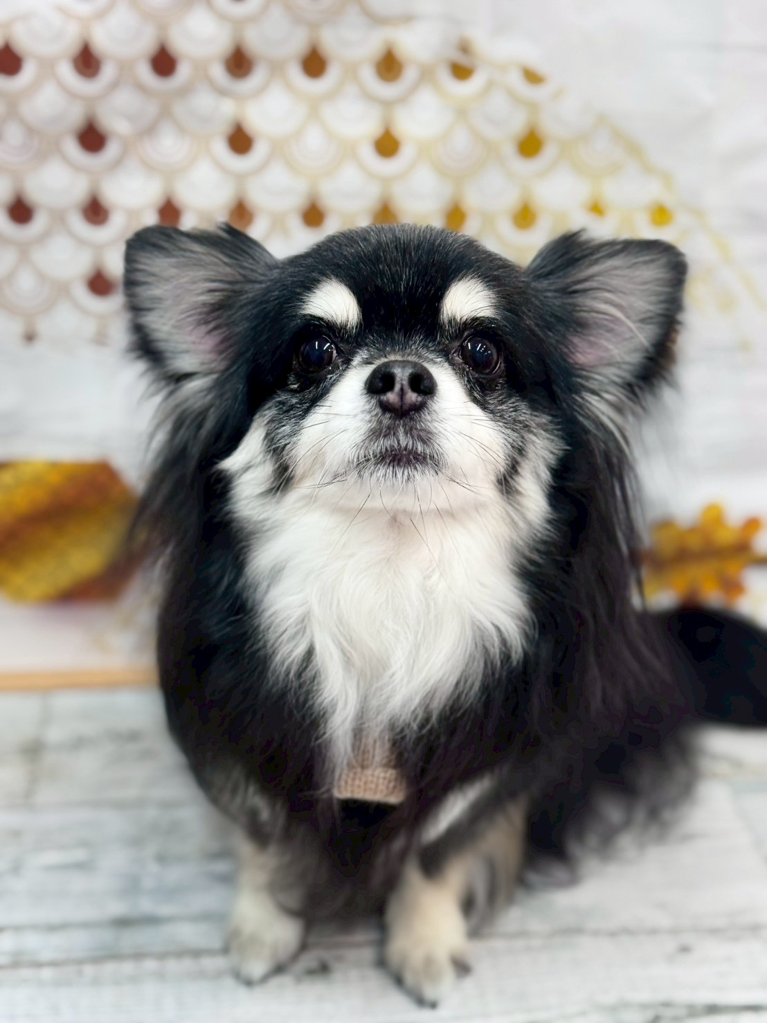 �I���[�W�� �挎�̂��q�l