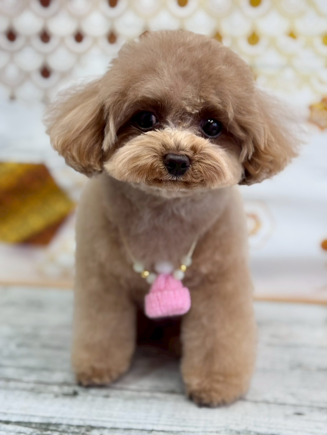 �I���[�W�� �挎�̂��q�l