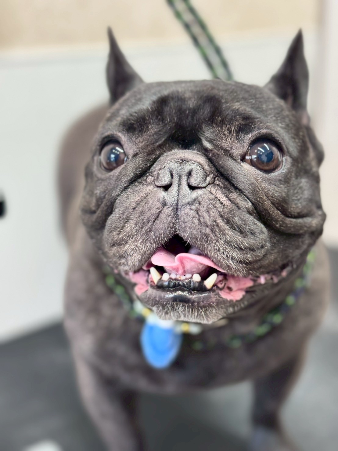 �I���[�W�� �挎�̂��q�l