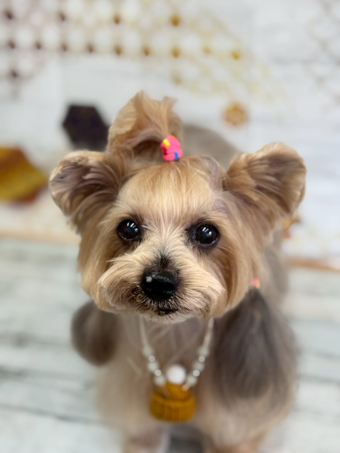 �I���[�W�� �挎�̂��q�l