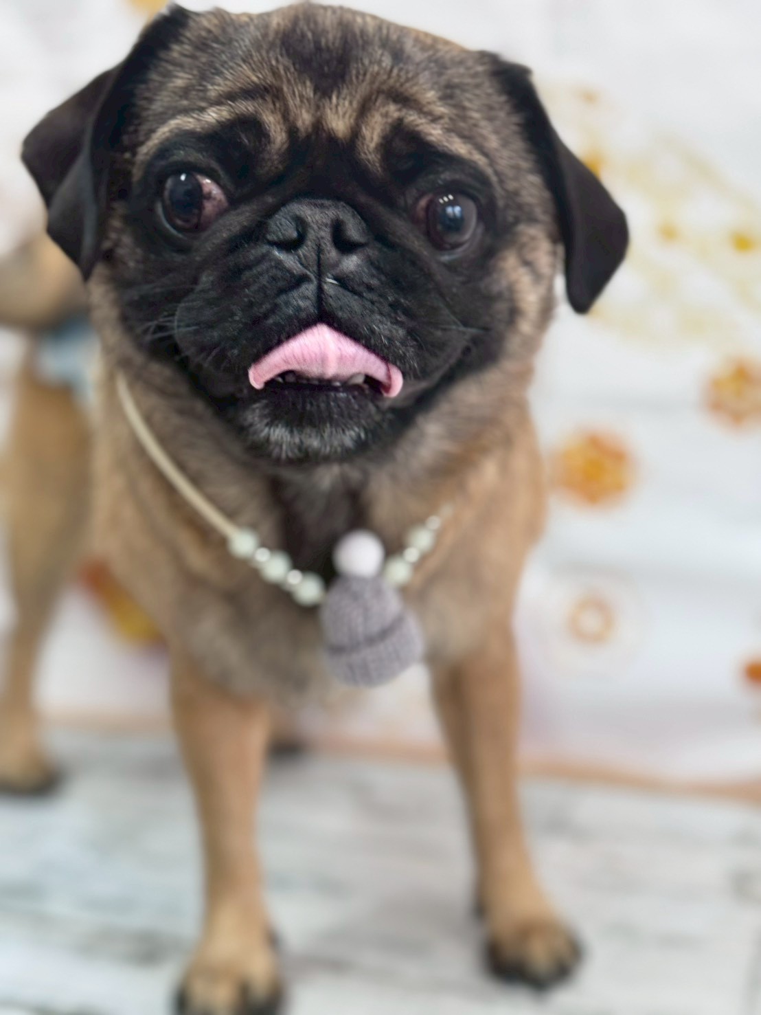 �I���[�W�� �挎�̂��q�l