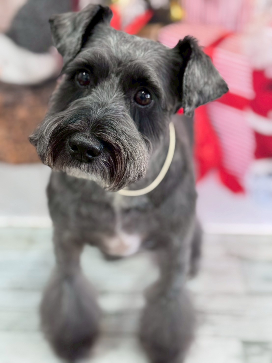 �I���[�W�� �挎�̂��q�l