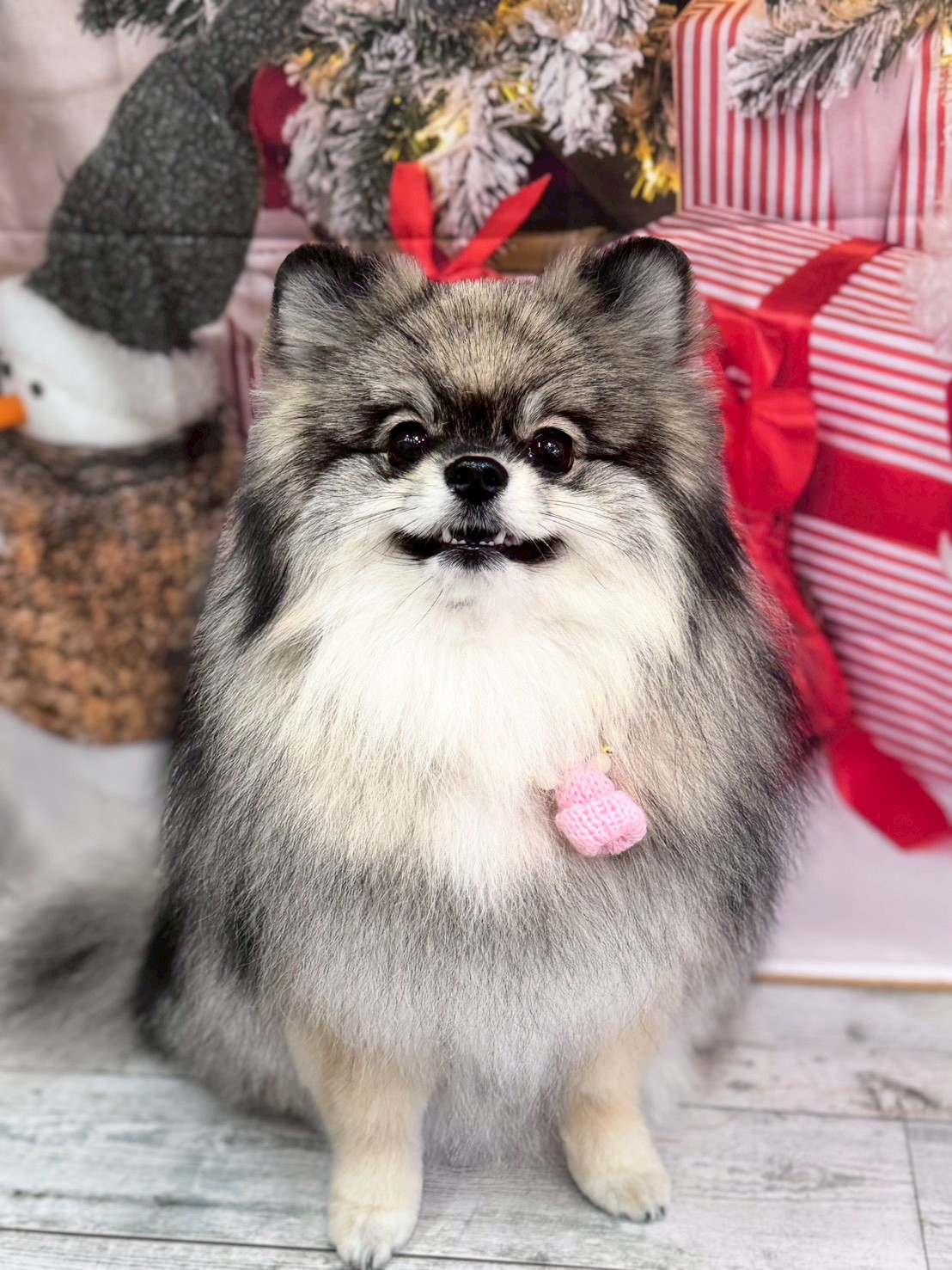 �I���[�W�� �挎�̂��q�l