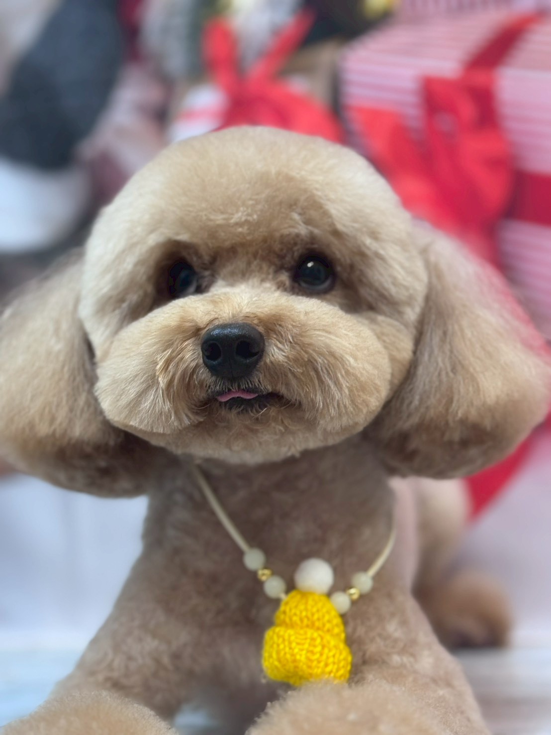 �I���[�W�� �挎�̂��q�l