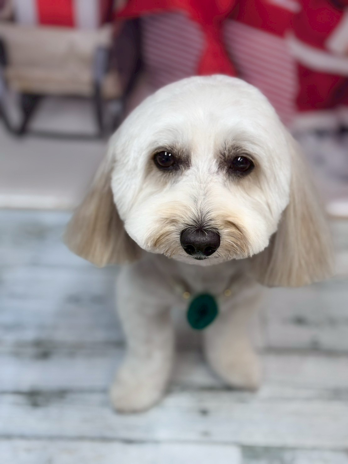 �I���[�W�� �挎�̂��q�l