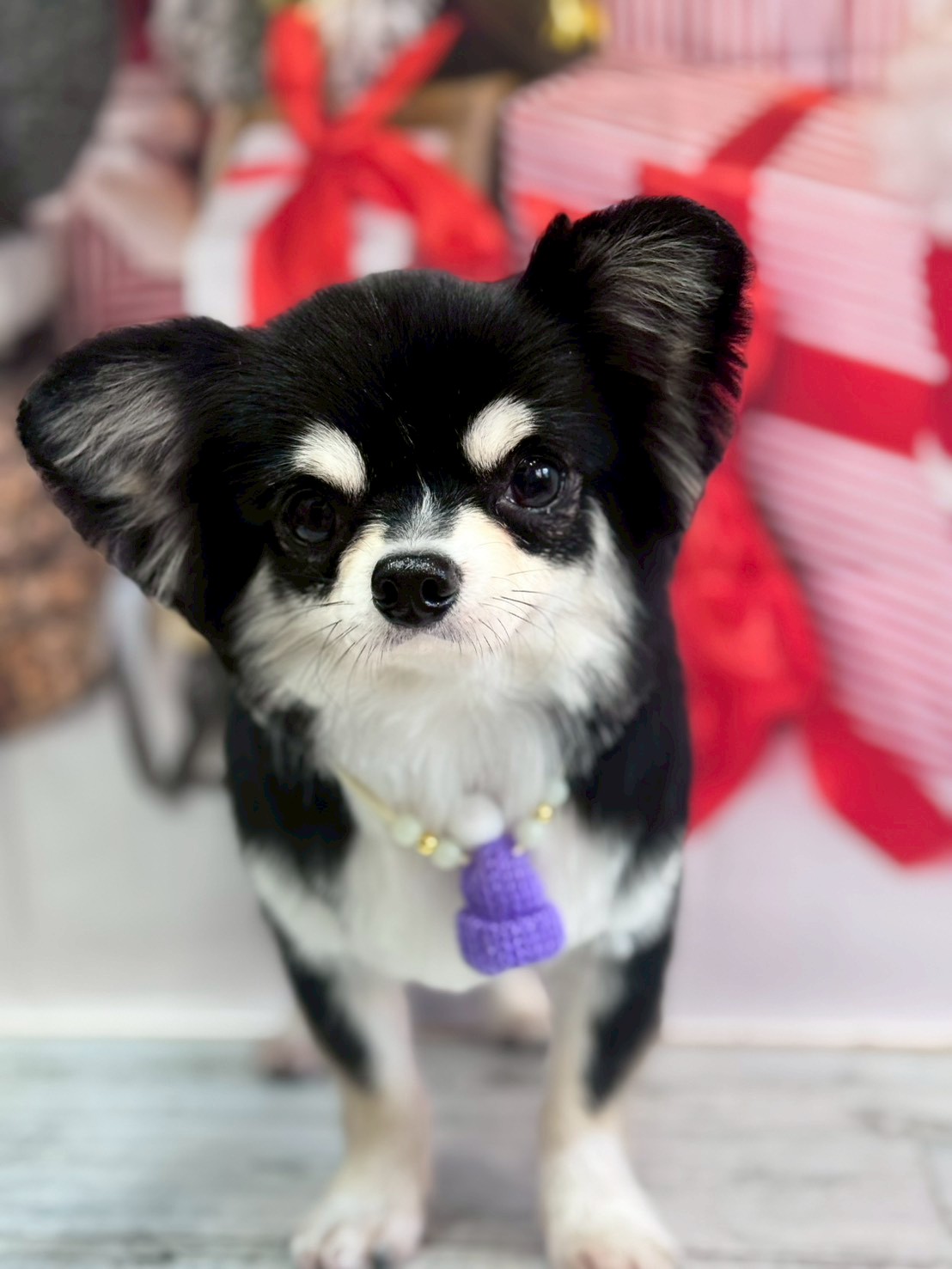 �I���[�W�� �挎�̂��q�l