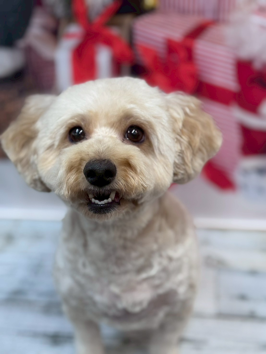 �I���[�W�� �挎�̂��q�l