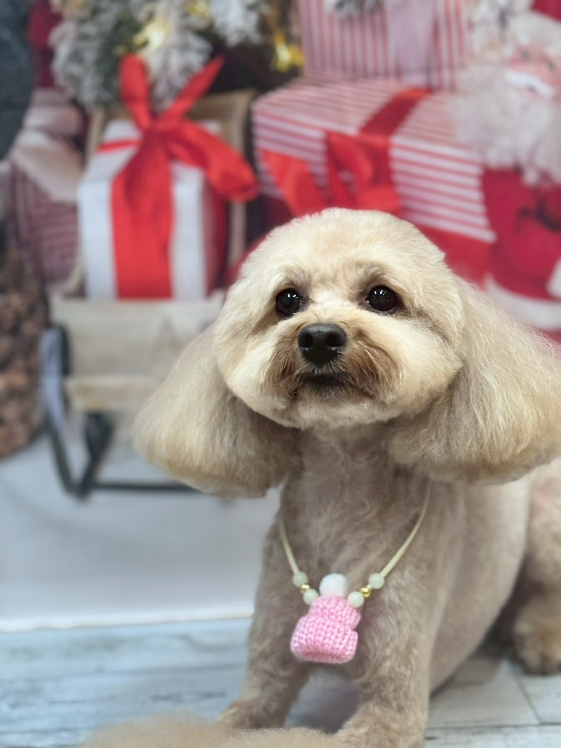 �I���[�W�� �挎�̂��q�l