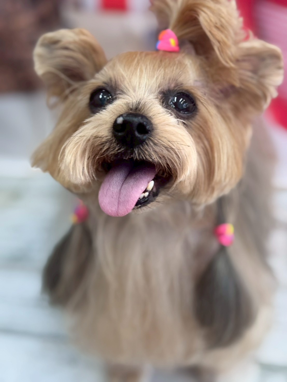 �I���[�W�� �挎�̂��q�l