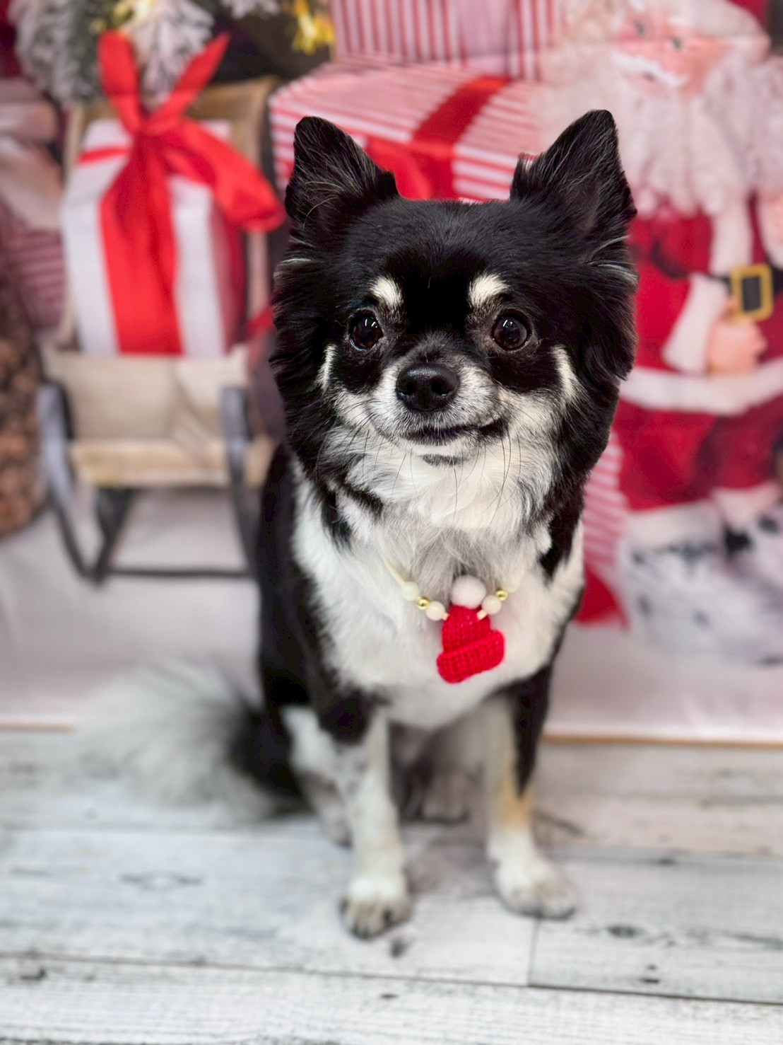 �I���[�W�� �挎�̂��q�l