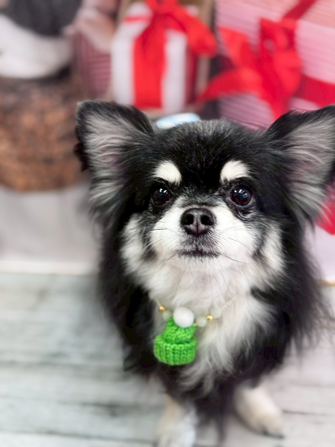 �I���[�W�� �挎�̂��q�l