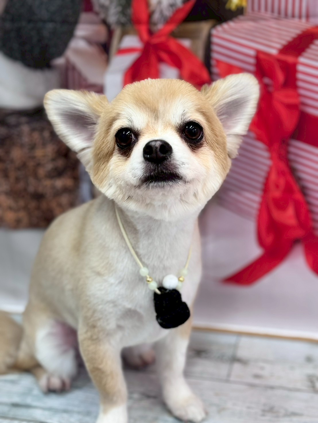 �I���[�W�� �挎�̂��q�l