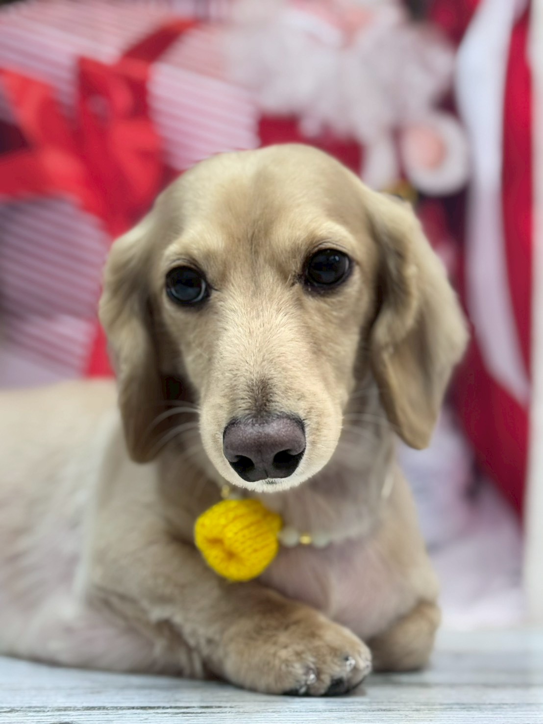 �I���[�W�� �挎�̂��q�l