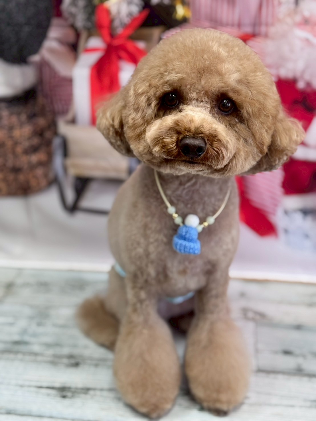 �I���[�W�� �挎�̂��q�l