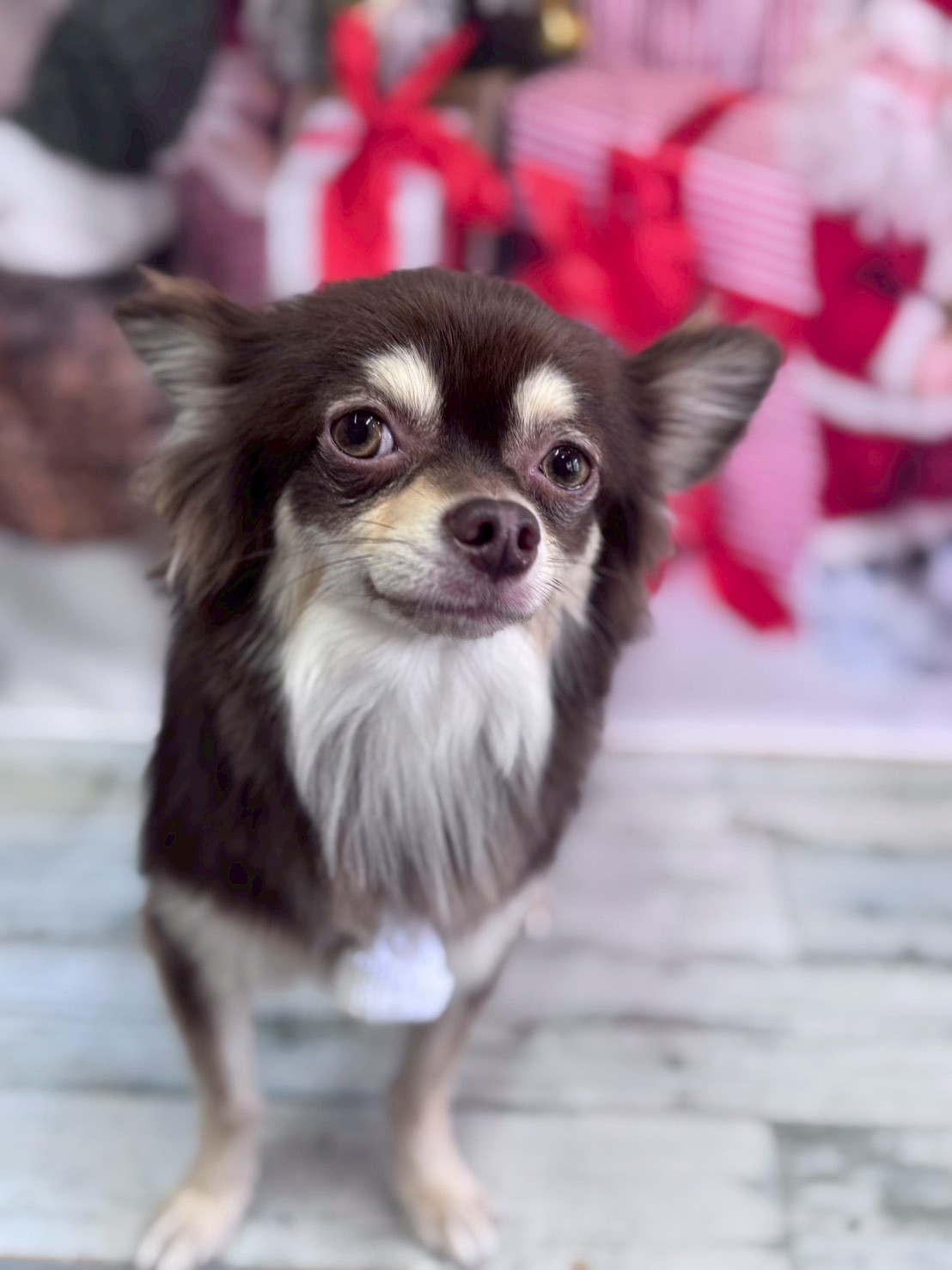 �I���[�W�� �挎�̂��q�l