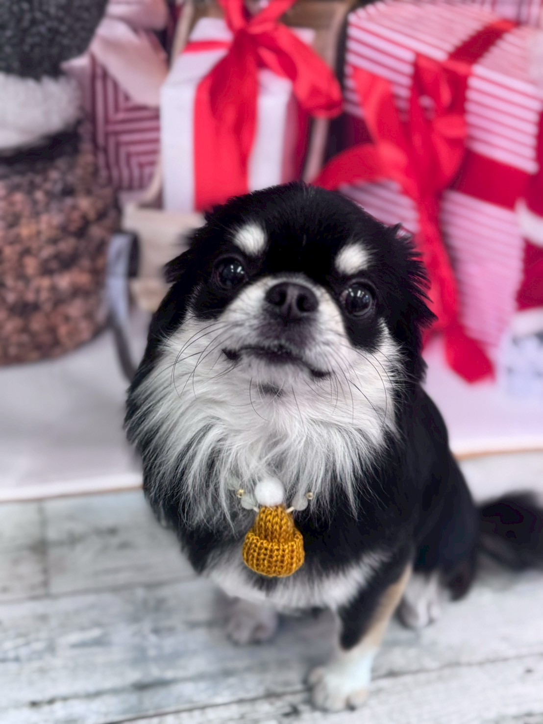 �I���[�W�� �挎�̂��q�l