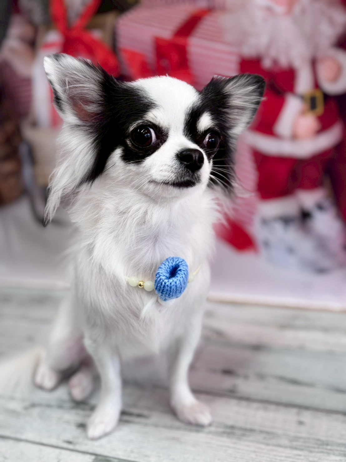 �I���[�W�� �挎�̂��q�l