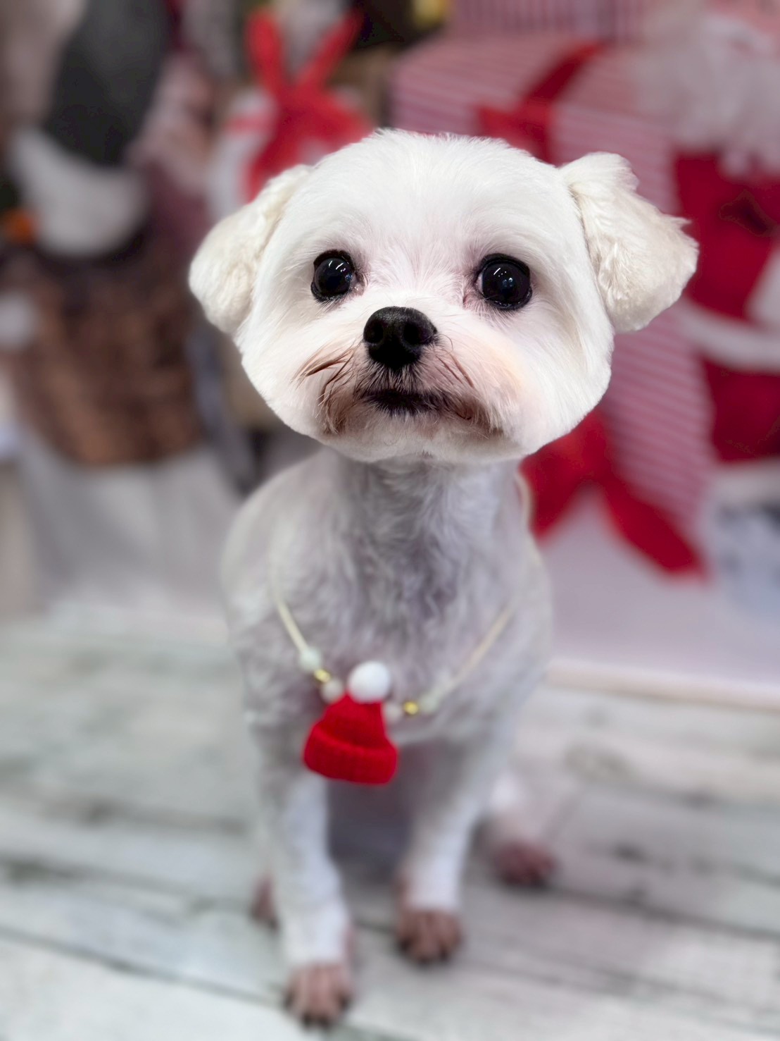 �I���[�W�� �挎�̂��q�l