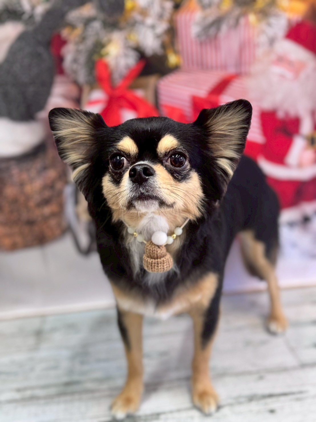 �I���[�W�� �挎�̂��q�l