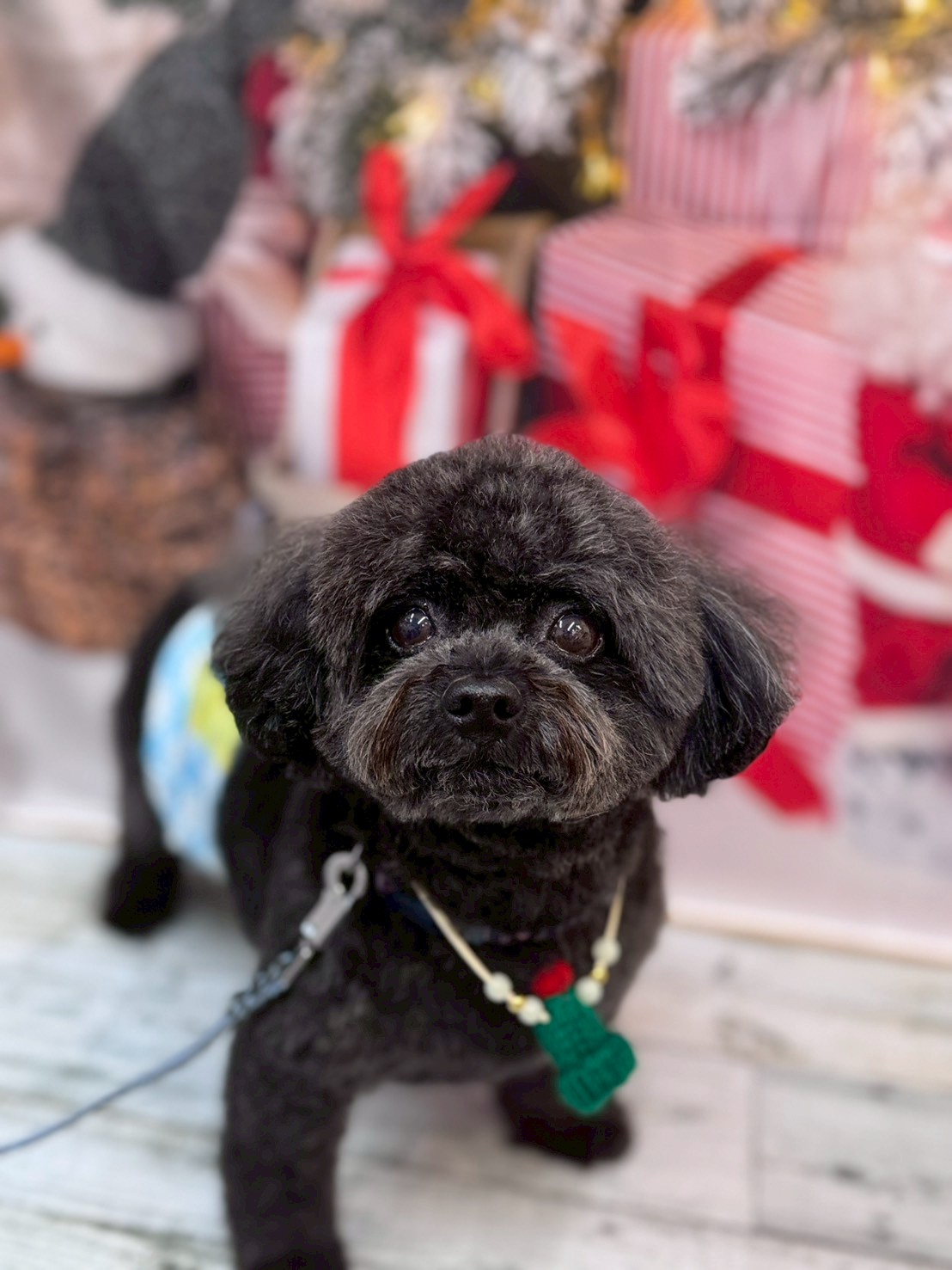 �I���[�W�� �挎�̂��q�l