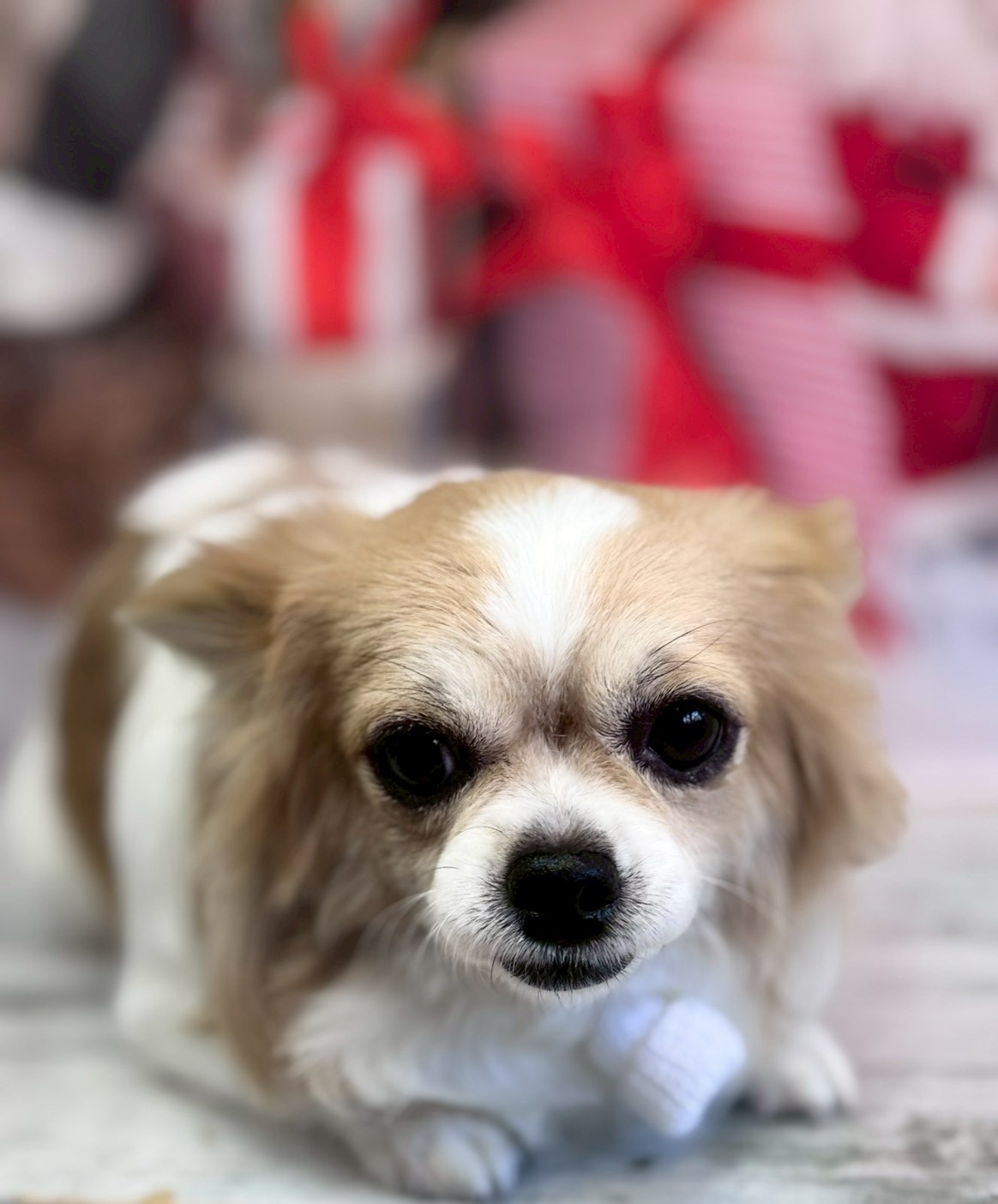 �I���[�W�� �挎�̂��q�l