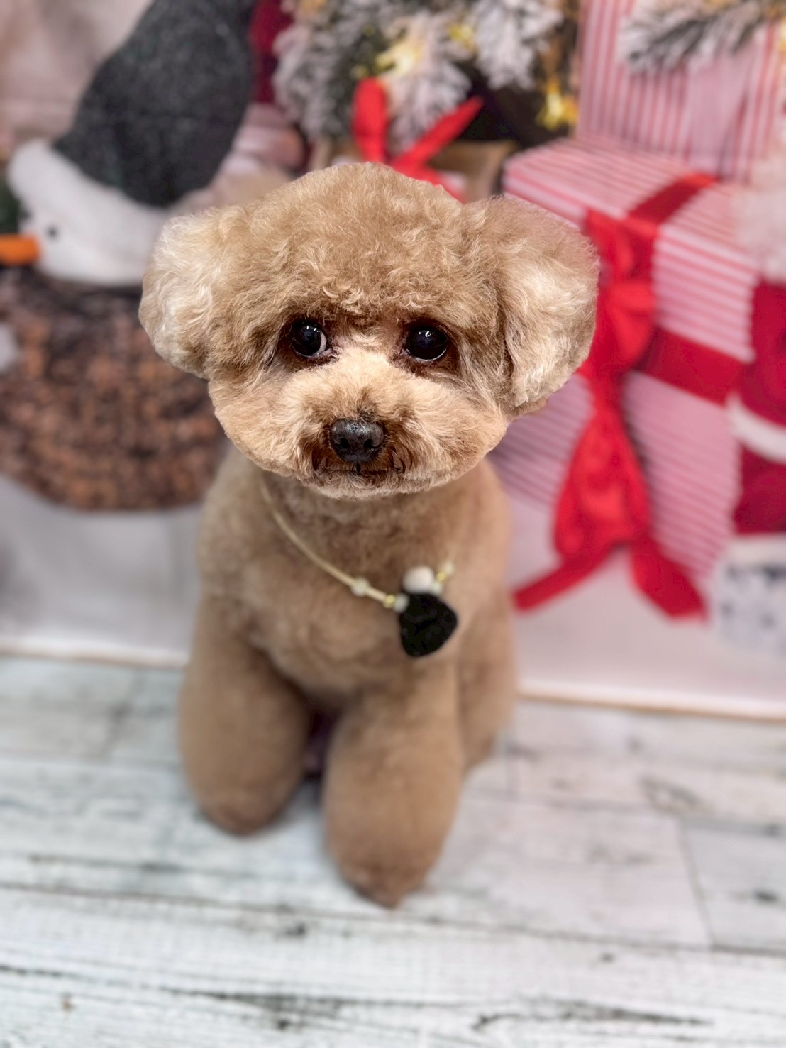 �I���[�W�� �挎�̂��q�l