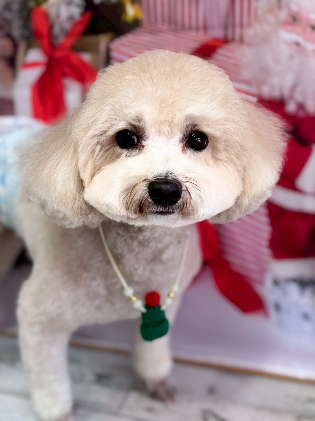 �I���[�W�� �挎�̂��q�l