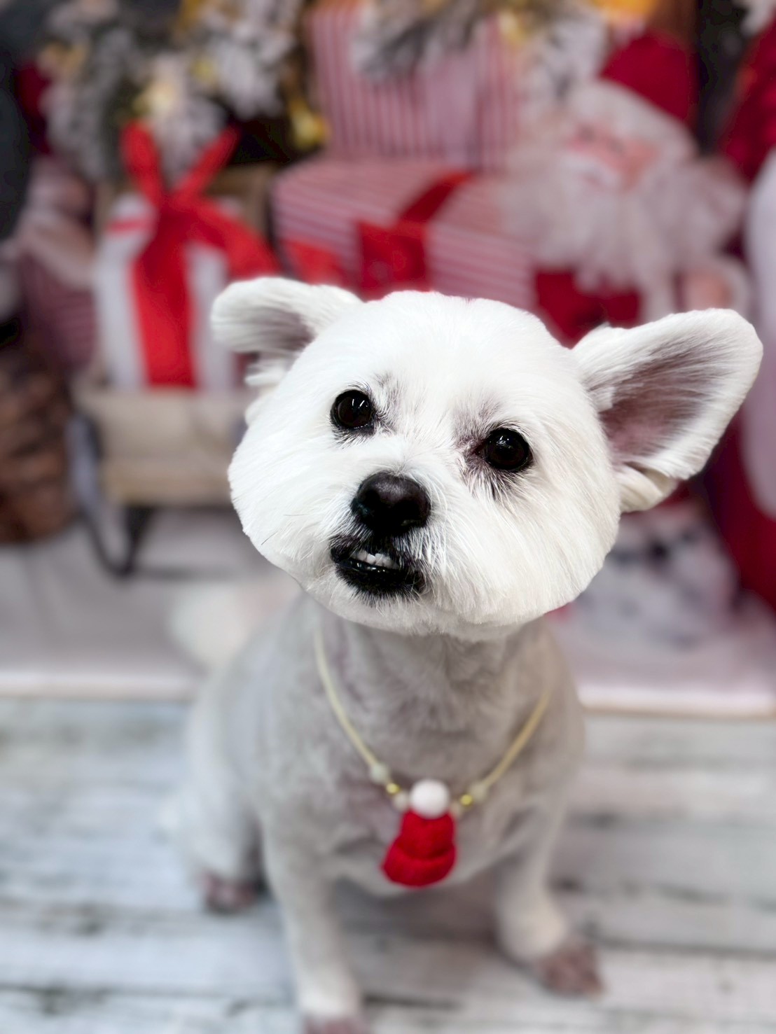 �I���[�W�� �挎�̂��q�l