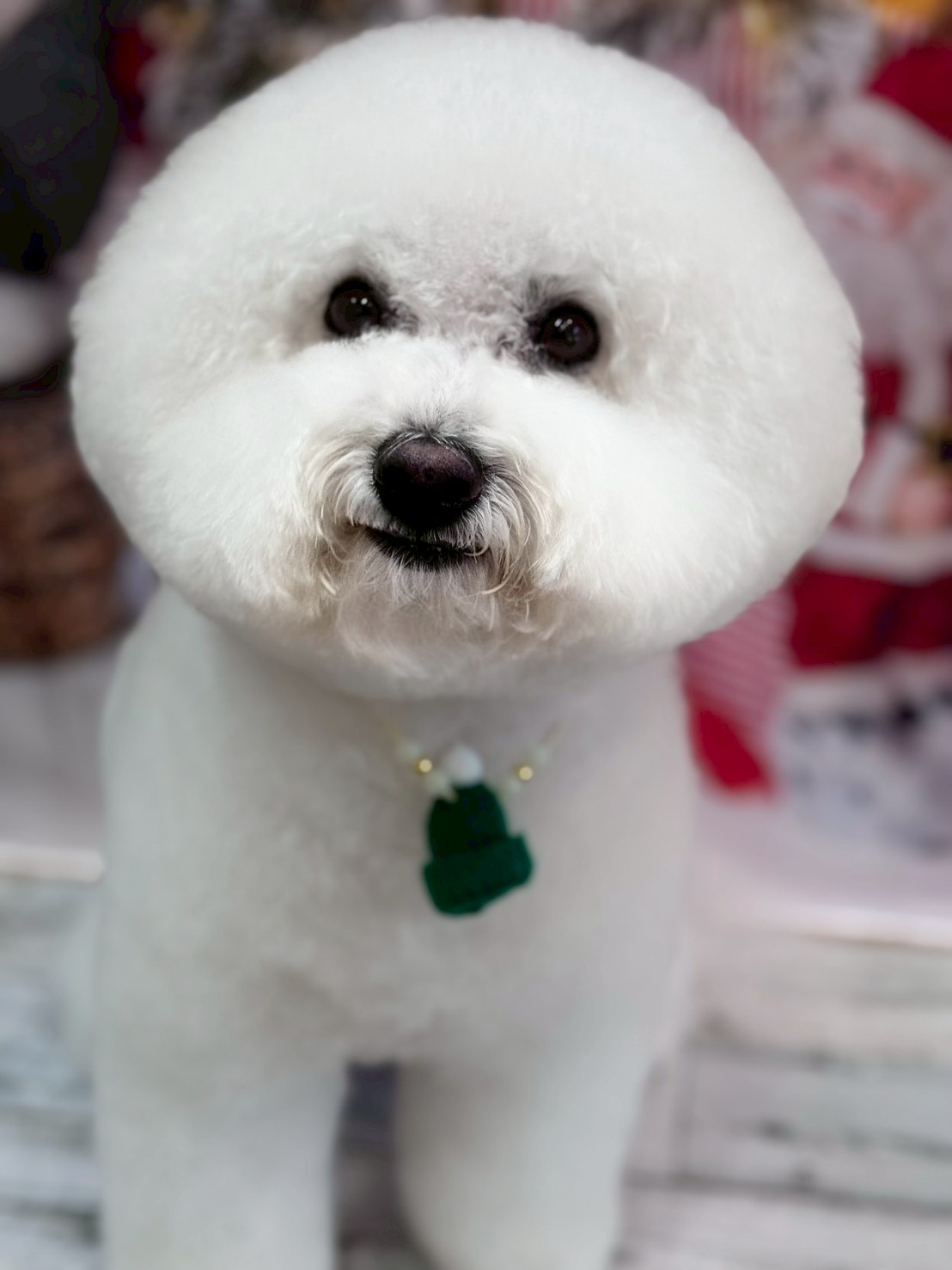 �I���[�W�� �挎�̂��q�l