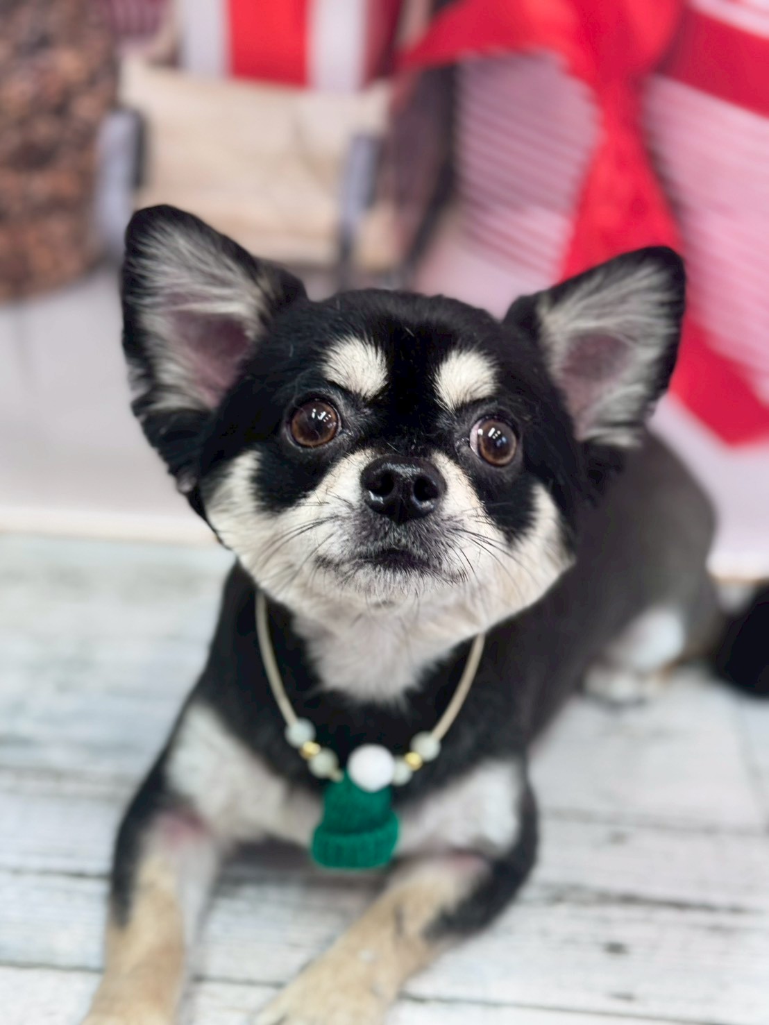 �I���[�W�� �挎�̂��q�l