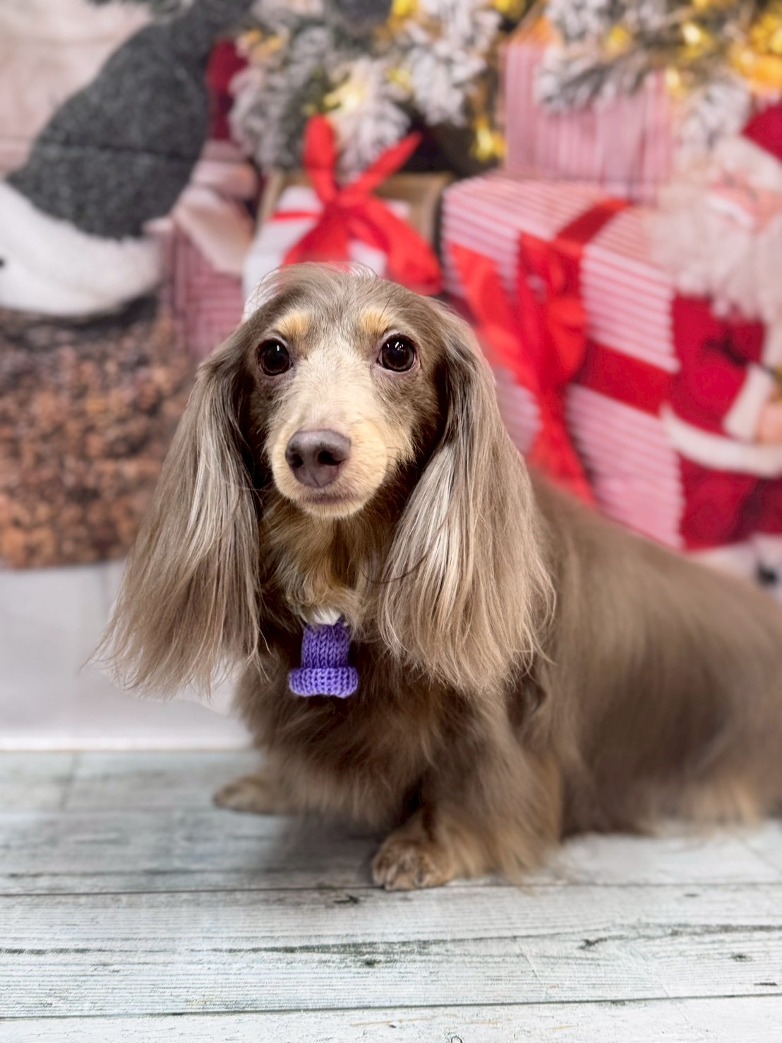 �I���[�W�� �挎�̂��q�l