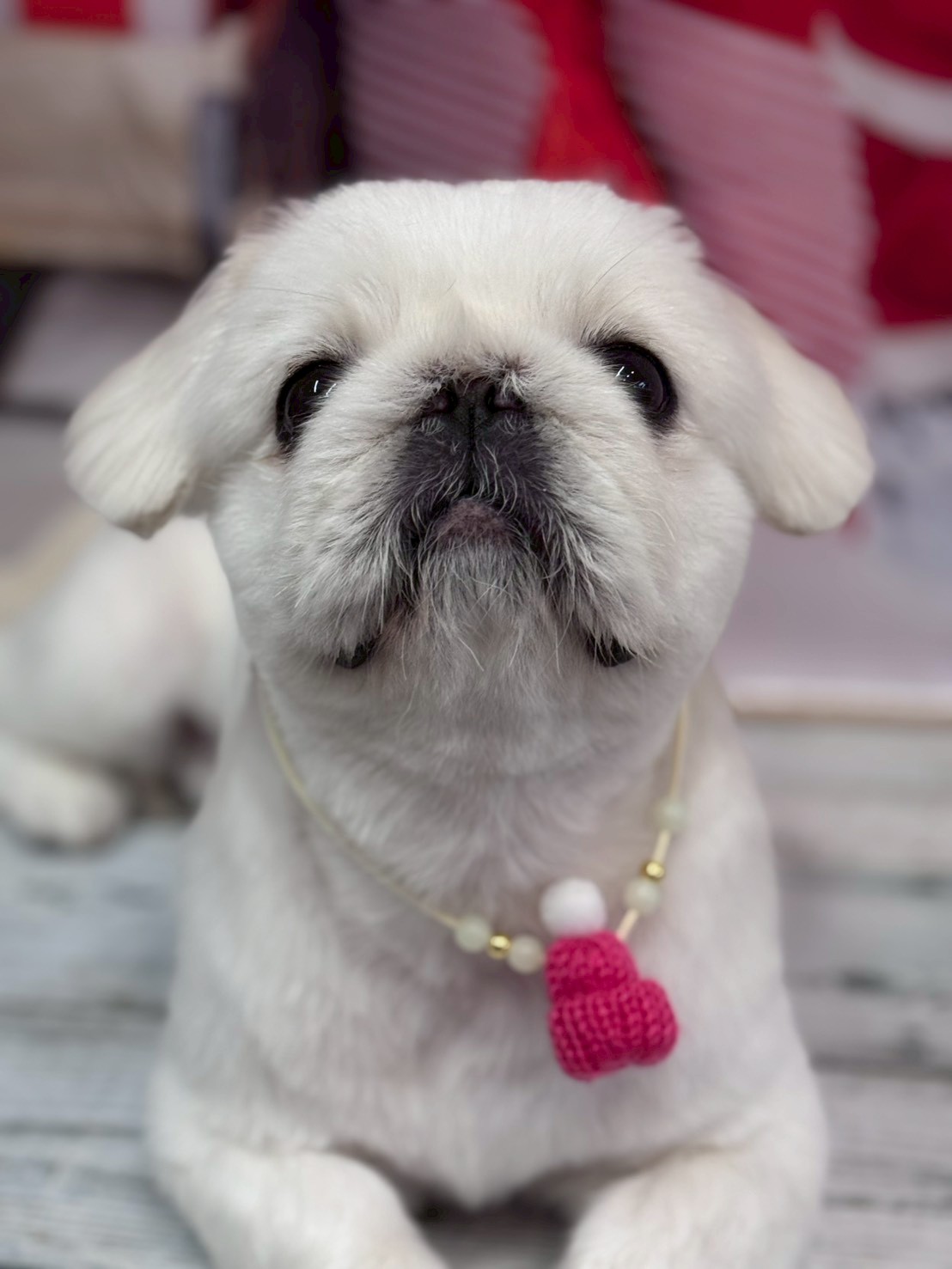 �I���[�W�� �挎�̂��q�l