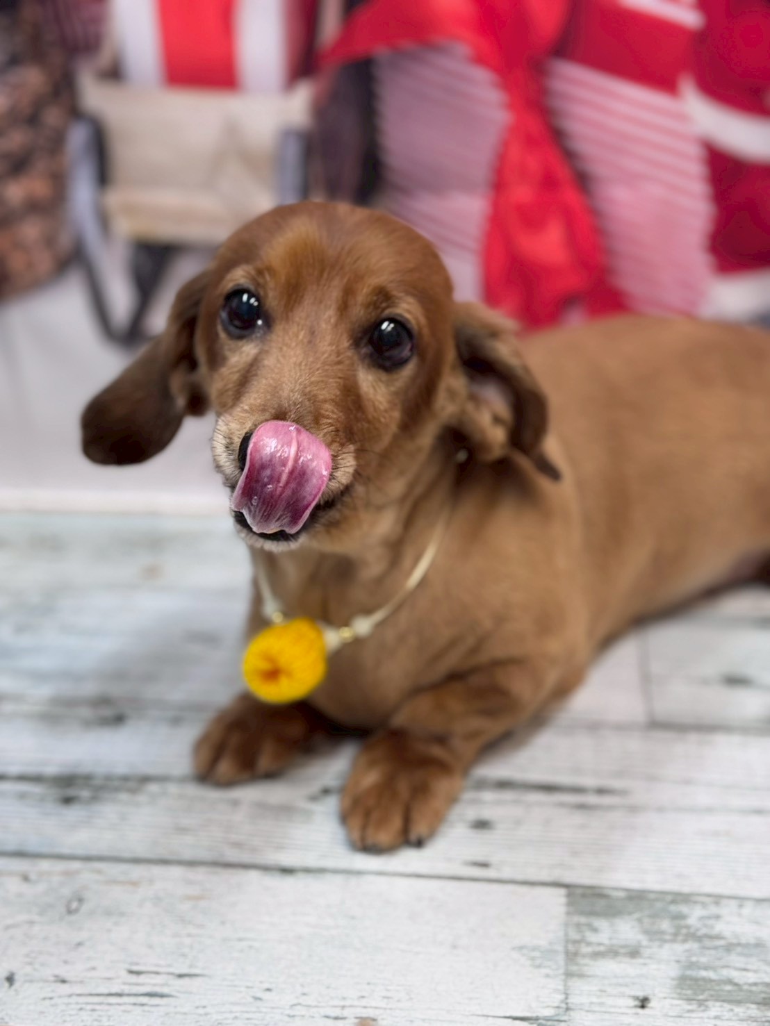 �I���[�W�� �挎�̂��q�l